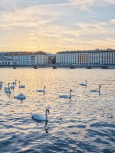 a group of birds on a beach