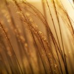 selective focus photography of brown grass at daytime